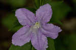 Limestone wild petunia